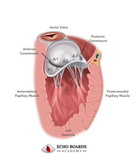 Mitral Valve Anatomy | EchoBoardsAcademy