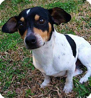 Andalusia, PA - Dachshund/Rat Terrier Mix. Meet Nelson a Dog for Adoption. | Rat terrier mix ...