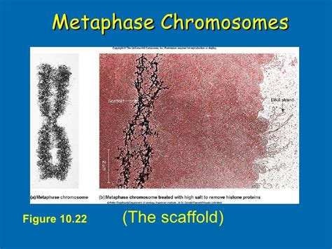 Chromosome structure