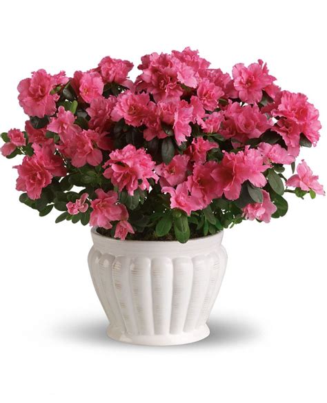 Indoor Azalea Care Tips - Planting, Growing, Pruning Azaleas