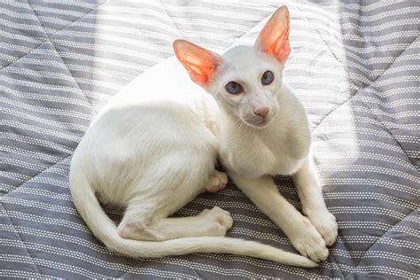 Are Oriental Shorthair Cats Good With Dogs