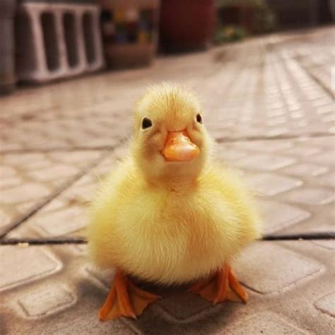 The cutest duck ever : r/Eyebleach