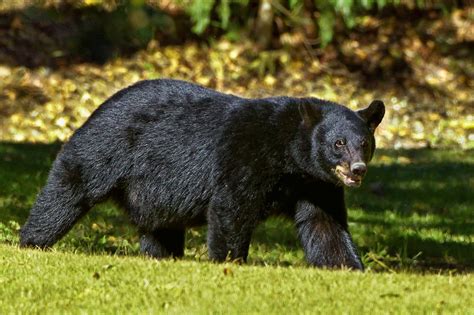 Black Bear Population By State: 2023 Statistics [Data]