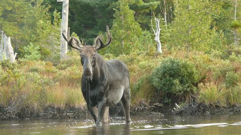 Heart Maine Home: Maine Monday 2: Moose encounters