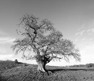 Tree Life | David Bergin | Flickr