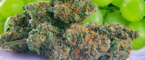 Popular Marijuana Strains | Most Popular Cannabis Strains | Medical Marijuana, Inc.