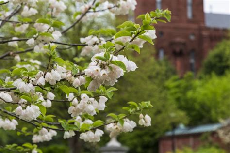 Arbor Day Tree Planting - Smithsonian Gardens