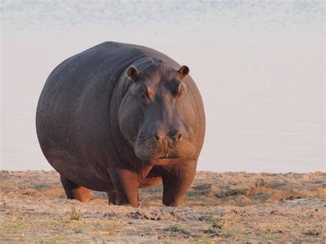 File:Hippo at dawn.jpg