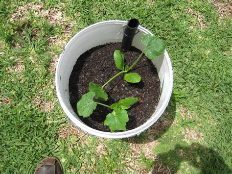 Container Vegetable Gardening