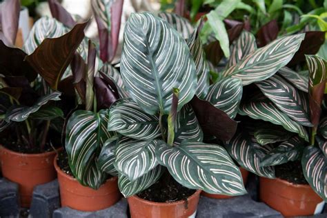 Calathea Plant Care: Tips For Growing Calathea Plants