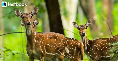 Wildlife Sanctuaries In Jharkhand, Check List & Their Importance