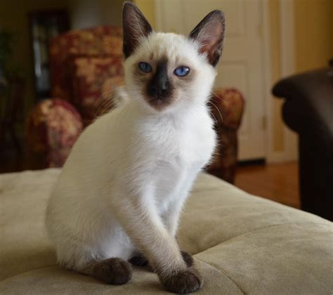 how much is a siamese cat 12 reasons why you should never own siamese cats – ISBAGUS