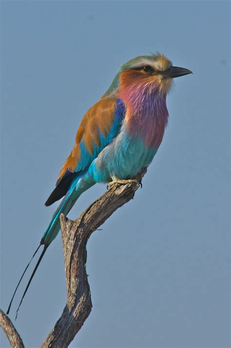 African Savanna Birds - Pets Lovers