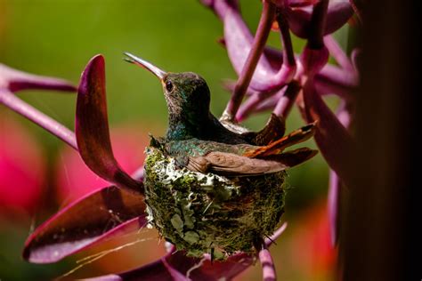 Lessons from a Hummingbird — Mom on a Mission