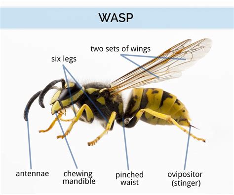 Wasp & Hornet Identification - What Does a Wasp Look Like