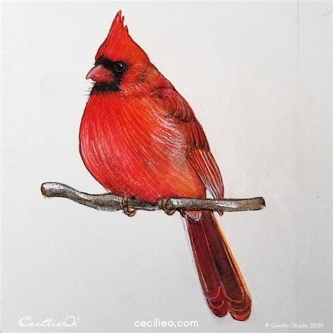 Drawing with Colored Pencils: Realistic Cardinal Tutorial