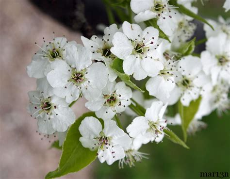 Trinity Callery Pear - Pyrus calleryana 'Trinity' - North American Insects & Spiders