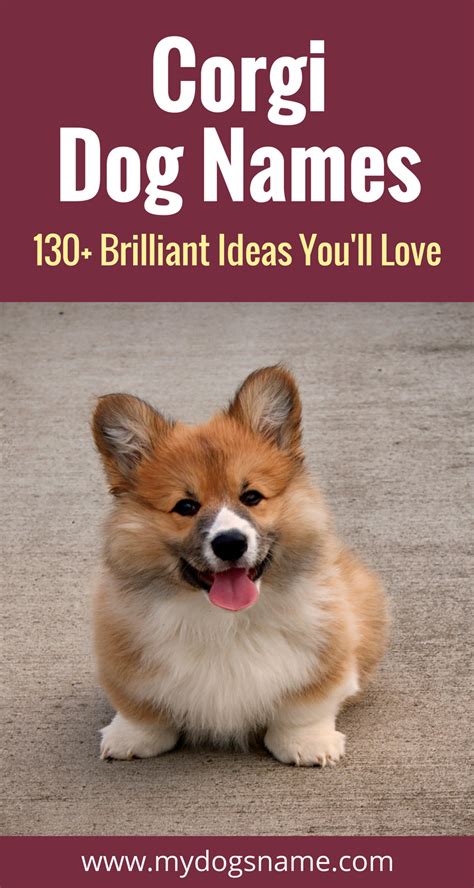 Corgi Names - [130+ Brilliant Ideas!] - My Dog's Name | Corgi names, Cute corgi puppy, Dog names