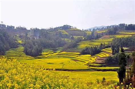 Rapeseed Fields in Luoping, China | Amusing Planet