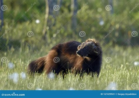 Wolverine in Wild Nature. Natural Habitat Stock Image - Image of meadow ...