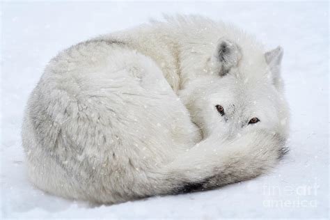 Winter Snow Wolf Photograph by Wildlife Fine Art | Pixels