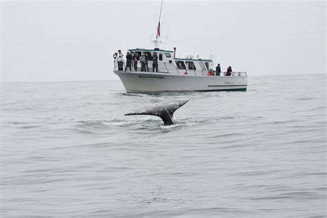 Depoe Bay Whale Watching tours