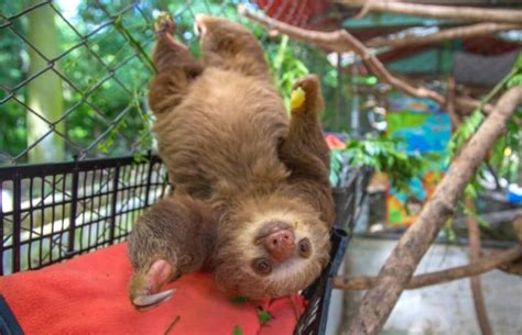 Volunteer with Sloths in Costa Rica - Sloth Sanctuary and Rescue