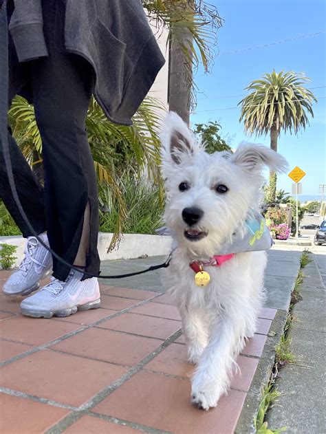 How To Teach Your Puppy To Walk On A Leash! — The Puppy Academy | atelier-yuwa.ciao.jp