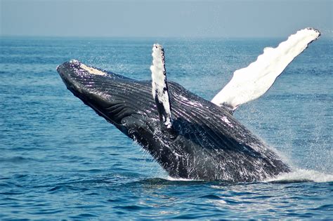 Humpback Whales - Animals Around The Globe