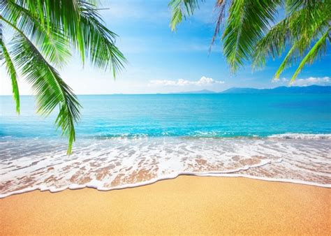 Blue Sky White Clouds Palm Trees Coconut Tree Beach Hawaiian Backdrop Photography Background