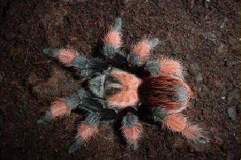 Brachypelma emilia - Wikiwand