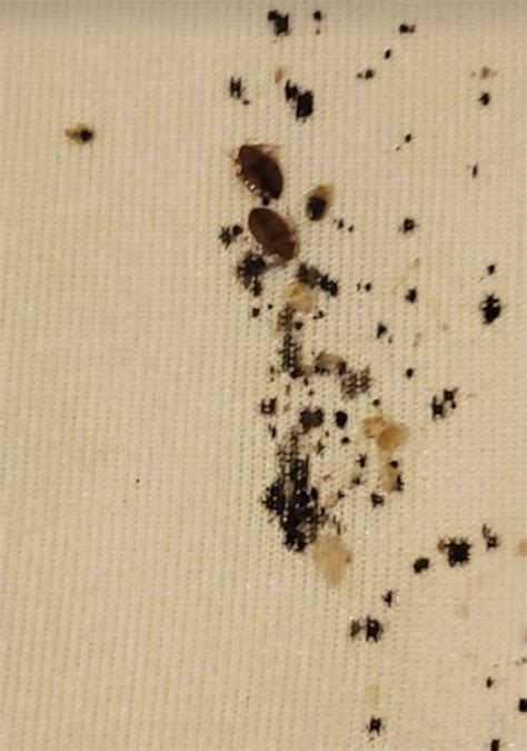 What Do Bed Bug Droppings Look Like? (A Guide With Photos)