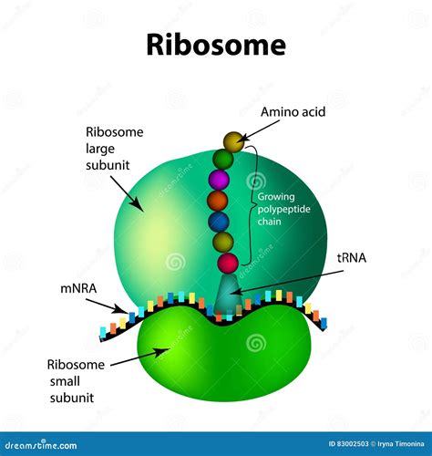 The Structure Of The Ribosome. Infographics. Vector Illustration On ...