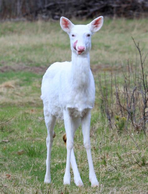 albino deer on Tumblr