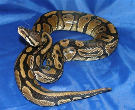 W Midlands Royal Python Morphs For Sale - Reptile Forums