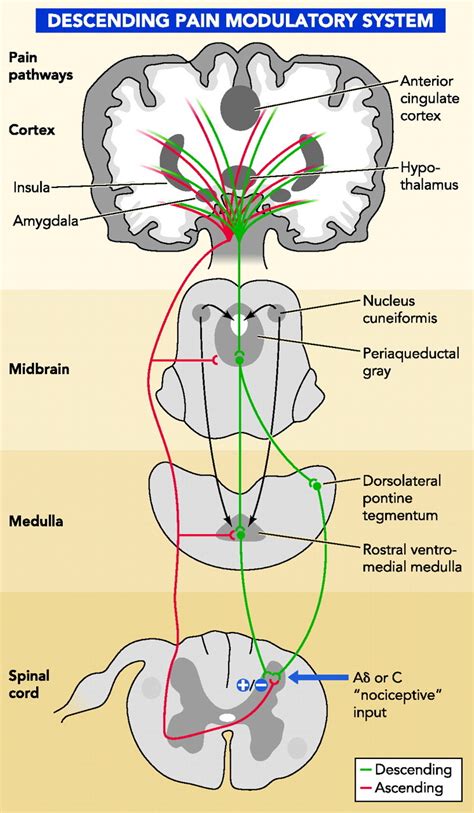 Imaging CNS Modulation of Pain in Humans | Physiology