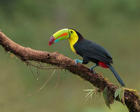 Toucan 1080P, 2K, 4K, 5K HD wallpapers free download | Wallpaper Flare