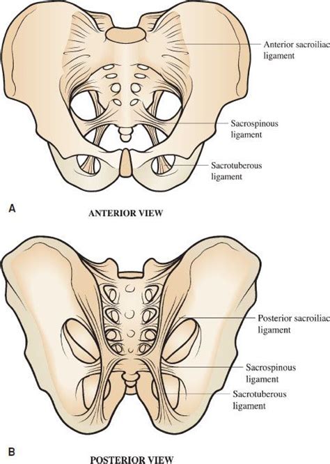 Pelvic Fractures | Anesthesia Key