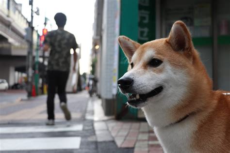 Shiba Inu - Bold, Spirited & Good Natured (DOG BREED GUIDE)
