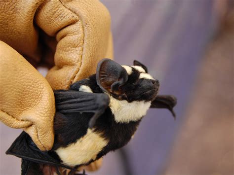 super rare badger bat! | Bat species, Animals, Cute bat