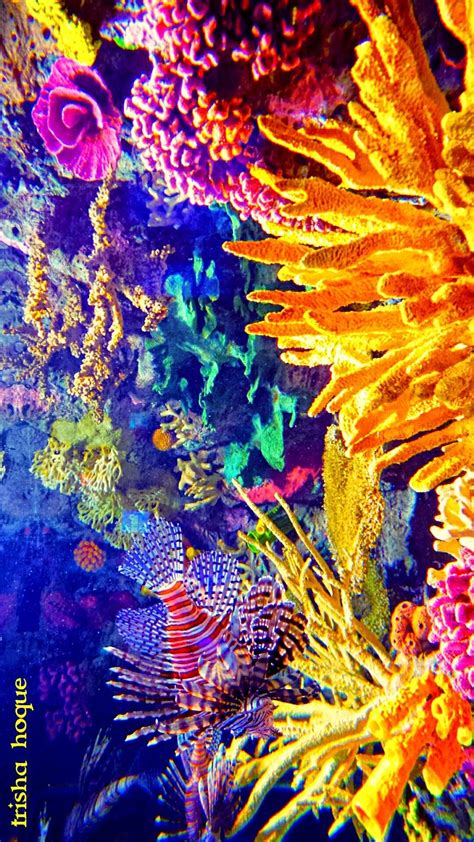 vibrant colorful underwater coral reef photography | Coral reef ...