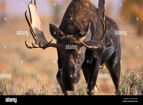 Bull moose with head down approaching camera Stock Photo - Alamy