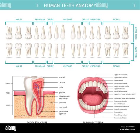 Human dental anatomy chart with realistic jaw and tooth vector ...