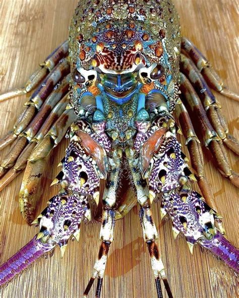 🔥 A tropical rock lobster (Panulirus ornatus) | ScrappyBook