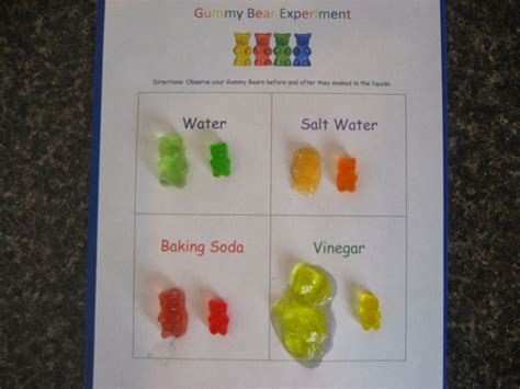 Gummy Bear Science Worksheets | This worksheet is simply there for you to display your before ...