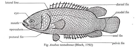 Anabas testudineus - Diagram, Habit & Habitat, Characters- Climbing Perch