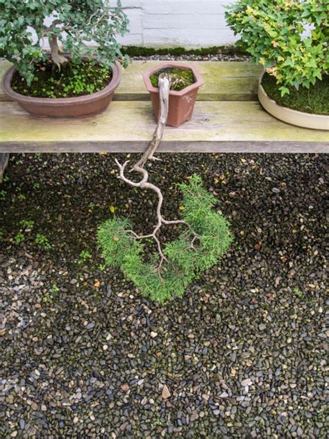 Cascading Bonsais: Tips For Shaping A Cascade Bonsai Form | Gardening Know How