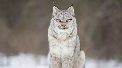 The Wild Canadian Year | Feline anatomy, Wildlife pictures, Rhino animal