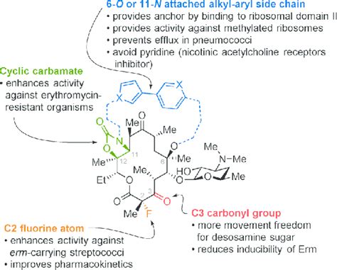 Structure–activity relationships of ketolides. | Download Scientific Diagram