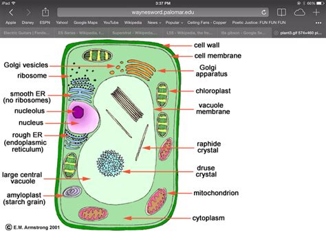 Cell Membrane Location In Plant Cell